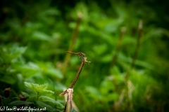 Common Darter Dragonfly on Broken Reed Side View