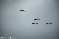 Ducks in Flight Back View