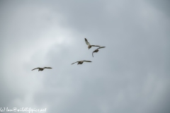 Ducks in Flight Back View