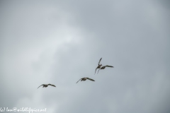 Ducks in Flight Back View