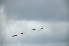 Ducks in Flight Back View