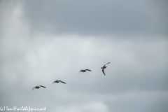 Ducks in Flight Back View