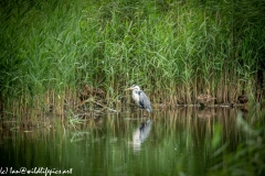 Grey Herron Standing in Water Side View
