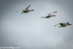 Greylag Geese in Flight Side View