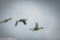 Greylag Geese in Flight Side View