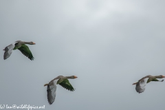 Greylag Geese in Flight Side View