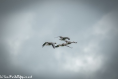 Greylag Geese in Flight Back View