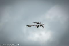 Greylag Geese in Flight Back View