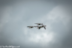 Greylag Geese in Flight Back View