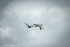 Greylag Geese in Flight Back View