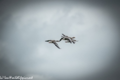 Greylag Geese in Flight Back View