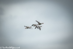 Greylag Geese in Flight Back View