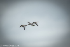 Greylag Geese in Flight Back View