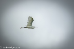 Little Egret in Flight Side View