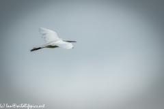 Little Egret in Flight Side View