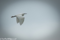 Little Egret in Flight Side View