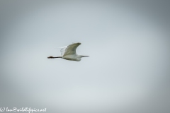 Little Egret in Flight Side View