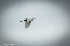 Little Egret in Flight Side View