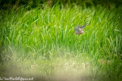 Male Kestrel in Flight Side View