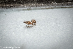 Two Black-tailed Godwit in Water Feeding