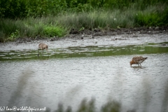 Bar-tailed Godwit & Black-tailed Godwit in Water Feeding