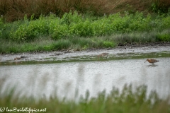 Bar-tailed Godwit & Black-tailed Godwit & Snipe in Water Feeding