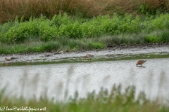 Bar-tailed Godwit & Black-tailed Godwit & Snipe in Water Feeding