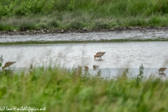 Bar-tailed Godwit & Black-tailed Godwit & Ruff in Water Feeding