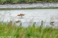 Bar-tailed Godwit & Black-tailed Godwit & Ruff in Water Feeding