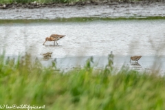 Bar-tailed Godwit & Black-tailed Godwit & Ruff in Water Feeding