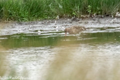 Bar-tailed Godwit in Water Feeding