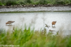 Bar-tailed Godwit & Black-tailed Godwit & Ruff in Water Feeding