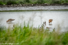 Bar-tailed Godwit & Black-tailed Godwit & Ruff in Water Feeding