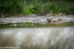 Snipe in Water Feeding