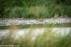 Bar-tailed Godwit in Water Feeding