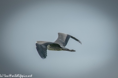 Grey Herron in Flight Side View