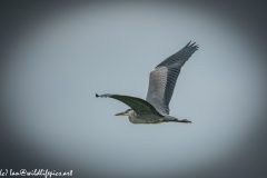 Grey Herron in Flight Side View