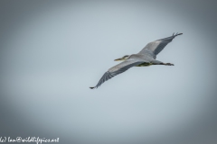 Grey Herron in Flight Side View