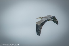 Grey Herron in Flight Side View