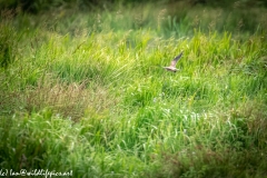 Male Kestrel in Flight with Prey Back View