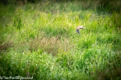 Male Kestrel in Flight with Prey Back View