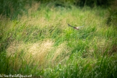 Male Kestrel in Flight with Prey Back View