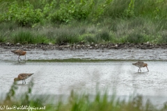 Bar-tailed Godwit & Black-tailed Godwit in Water Feeding