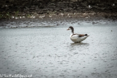 Shelduck on Water Side View