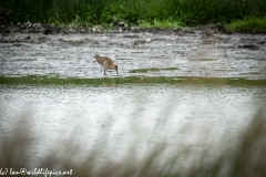 Ruff in Water Feeding