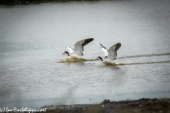 Shelducks landing on Water Side View