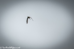 Snipe in Flight Back View