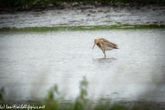 Bar-tailed Godwit in Water Feeding