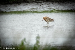 Bar-tailed Godwit in Water Feeding