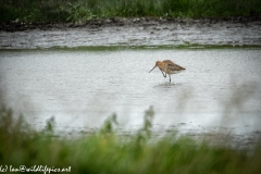 Bar-tailed Godwit in Water Feeding